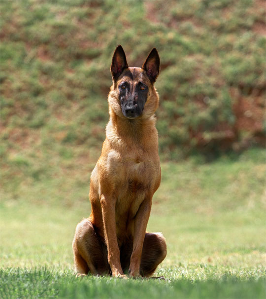 Conheça o Pastor belga malinois: instinto protetor e excelente cão de  guarda, Raças