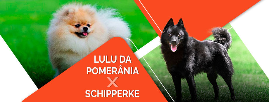 Raça de cachorro pequeno: lulu da Pomerânia ou Schipperke?