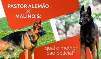 Cachorro Policial: Pastor Alemão ou Belga Malinois?