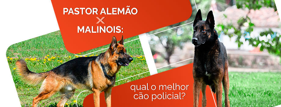 Cachorro policial: Pastor Alemão X Pastor Belga Malinois
