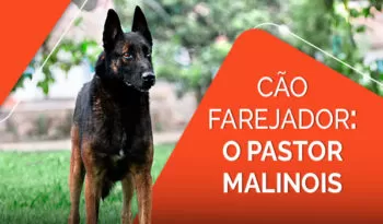 Cão farejador: como é o treinamento do pastor malinois?