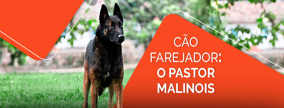 Cão farejador: como é o treinamento do pastor malinois?