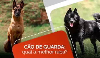 Cão de Guarda: qual raça escolher?