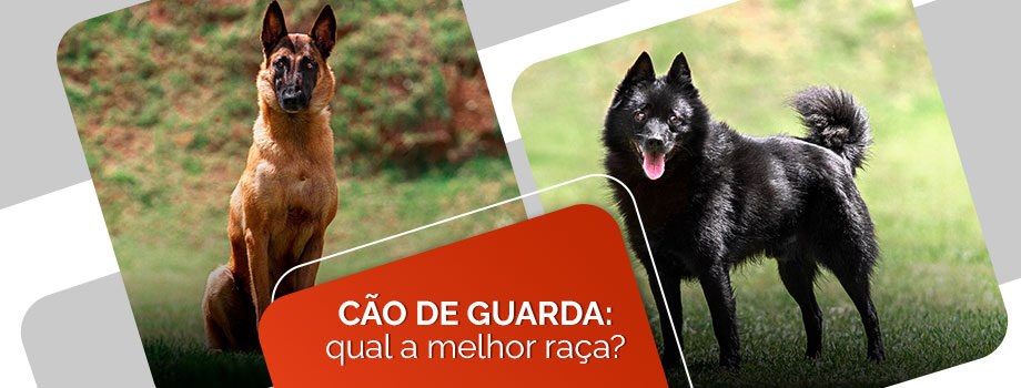 Cão de Guarda: qual raça escolher?