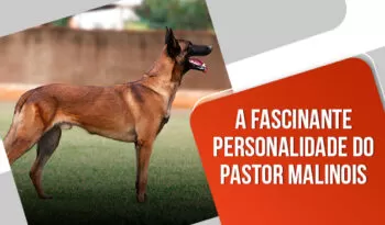 Qual a personalidade do pastor belga Malinois?