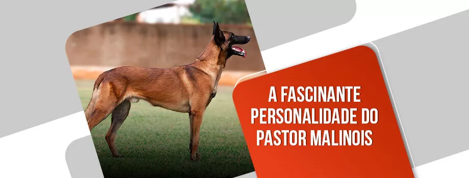 Qual a personalidade do pastor belga Malinois?