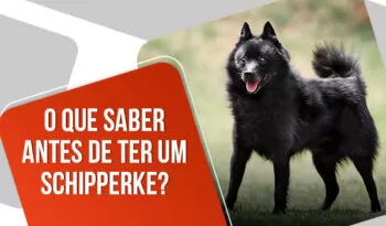 Comprar schipperke: tudo o que você precisa saber antes!