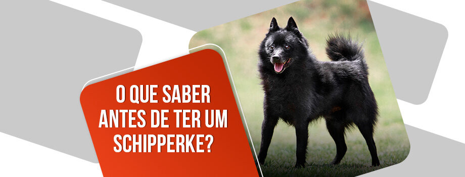 Comprar schipperke: tudo o que você precisa saber antes!