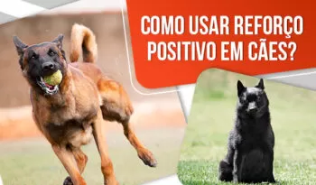 Qual a importância do reforço positivo para o treinamento de cães?