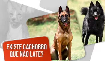 Existe cachorro que não late? Entenda tudo sobre o latido canino!