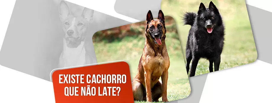 Existe cachorro que não late? Entenda tudo sobre o latido canino!