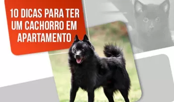 Como criar cachorro em apartamento? 10 dicas essenciais!