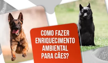 Enriquecimento ambiental para cães: o que é, tipos e como fazer?