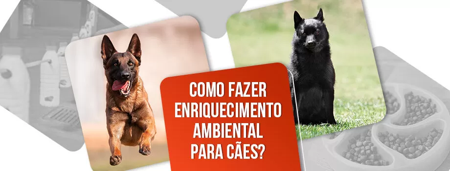 Enriquecimento ambiental para cães: o que é, tipos e como fazer?