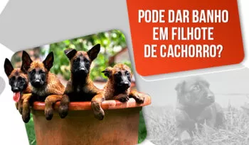 Pode dar banho em filhote de cachorro? Entenda quando é seguro!