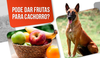 Frutas para cachorro: tudo o que você precisa saber sobre o assunto!