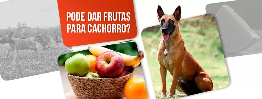 Frutas para cachorro: tudo o que você precisa saber sobre o assunto!