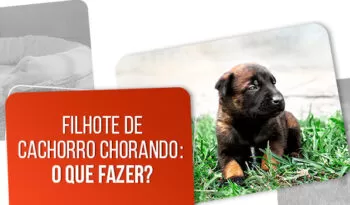 Filhote de cachorro chorando: 7 dicas do que fazer!