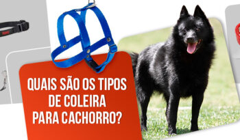 5 Tipos de coleira para cachorro: qual o melhor?