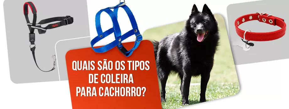 5 Tipos de coleira para cachorro: qual o melhor?