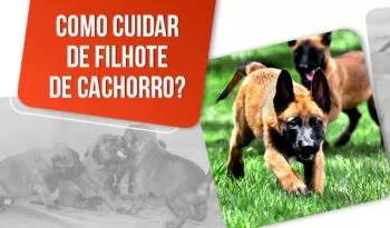 Como cuidar de filhote de cachorro? 7 dicas práticas!