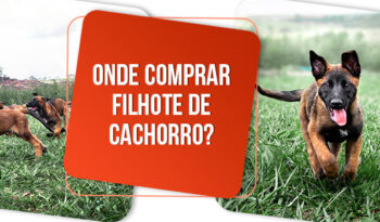 Onde comprar filhote de cachorro? Descubra aqui!