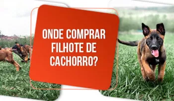 Onde comprar filhote de cachorro? Descubra aqui!