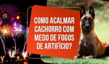 Como acalmar cachorro com medo de fogos?