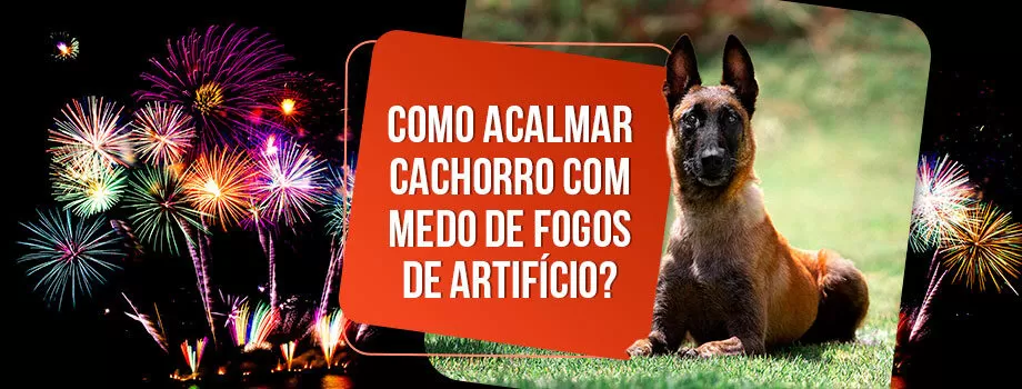 Como acalmar cachorro com medo de fogos?