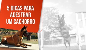 Como adestrar um cachorro? 05 dicas infalíveis!