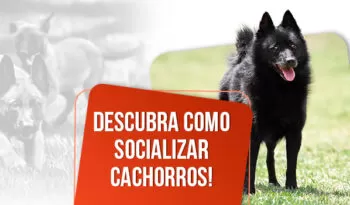 Como socializar cachorros? Descubra aqui!