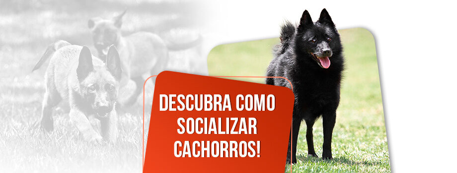 Como socializar cachorros? Descubra aqui!