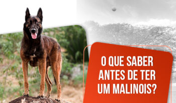 Comprar belga malinois: tudo o que você precisa saber!