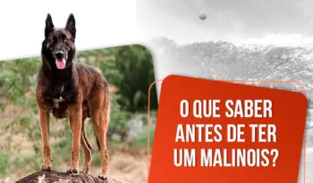 Comprar belga malinois: tudo o que você precisa saber!