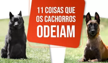 Descubra 11 Coisas que os Cachorros Odeiam