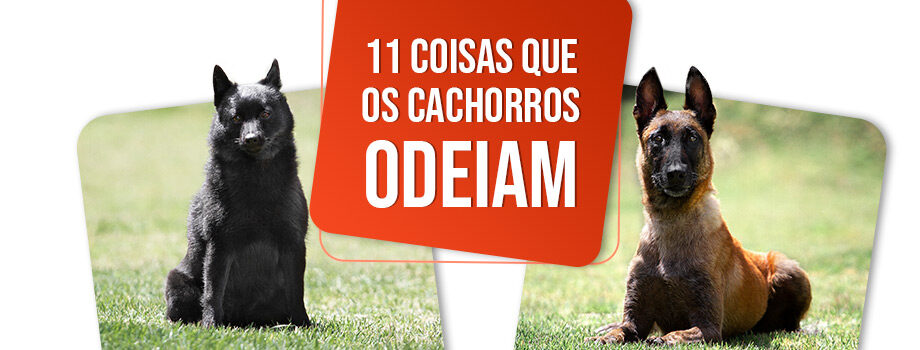 Descubra 11 Coisas que os Cachorros Odeiam