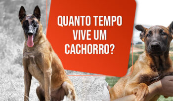 Quanto tempo vive um cachorro? Descubra aqui!