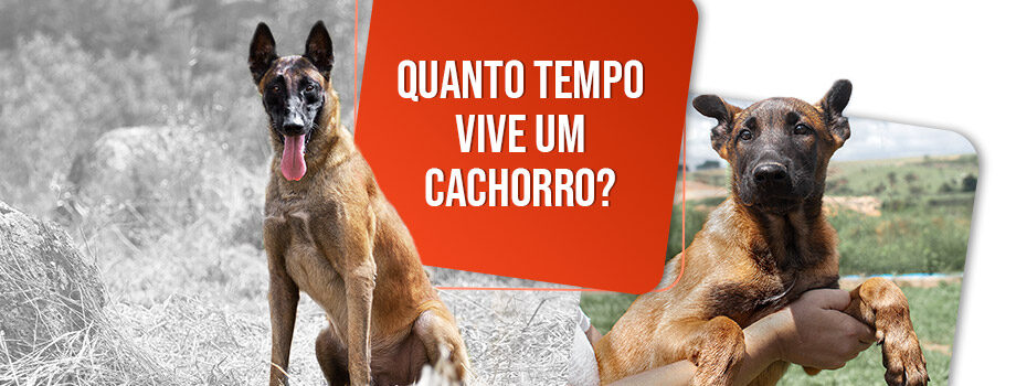 Quanto tempo vive um cachorro? Descubra aqui!