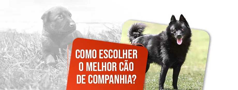 7 Dicas para escolher seu cão de companhia!