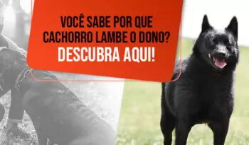 Afinal, por que os cachorros lambem os donos? Tudo sobre a lambida canina!