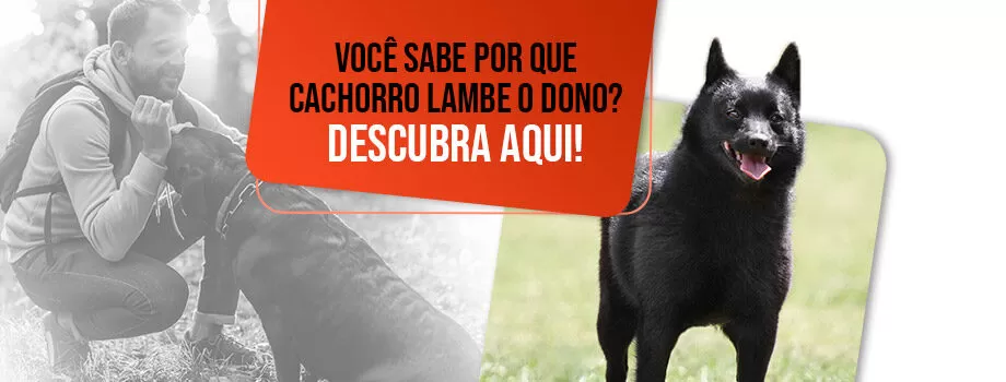 Afinal, por que os cachorros lambem os donos? Tudo sobre a lambida canina!