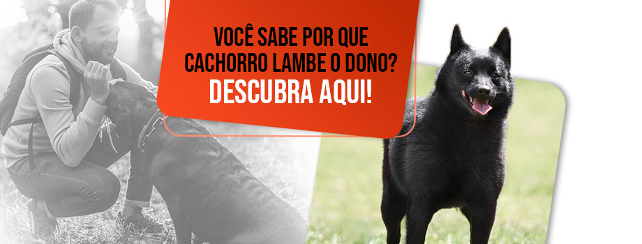 Por que cachorro lambe o dono? Tudo sobre a lambida canina!