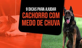 Como ajudar cachorro com medo de chuva? Confira 9 dicas!