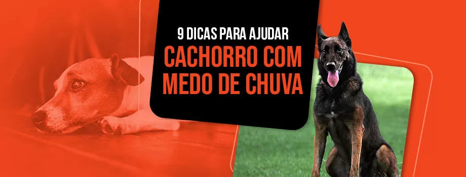 Como ajudar cachorro com medo de chuva? Confira 9 dicas!