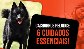 Cachorro peludo: tipos de pelos, banho e cuidados