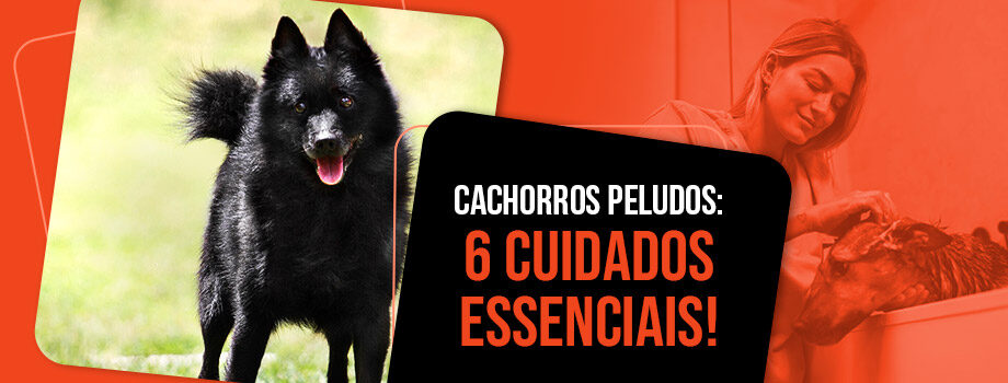 Cachorro peludo: tipos de pelos, banho e cuidados