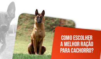 Qual a melhor ração para cachorro? Conheça os tipos e saiba como escolher!