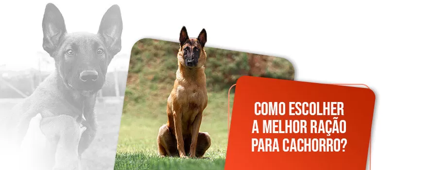 Qual a melhor ração para cachorro? Conheça os tipos e saiba como escolher!