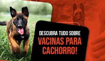 Vacina para cachorro: tudo o que você precisa saber para proteger seu pet!