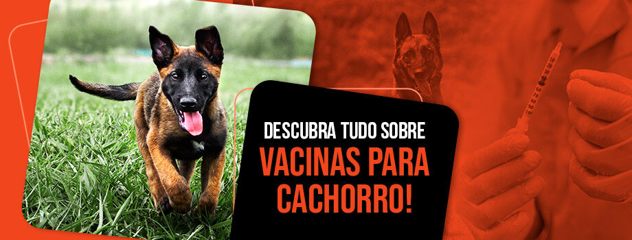 Vacina para cachorro: tudo o que você precisa saber para proteger seu pet!